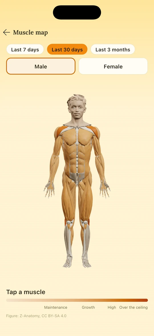 The muscle map: a 3D figure coloured by how much each muscle has trained.